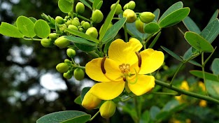 Indian Senna Leaves