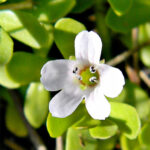 Bacopa Monnieri